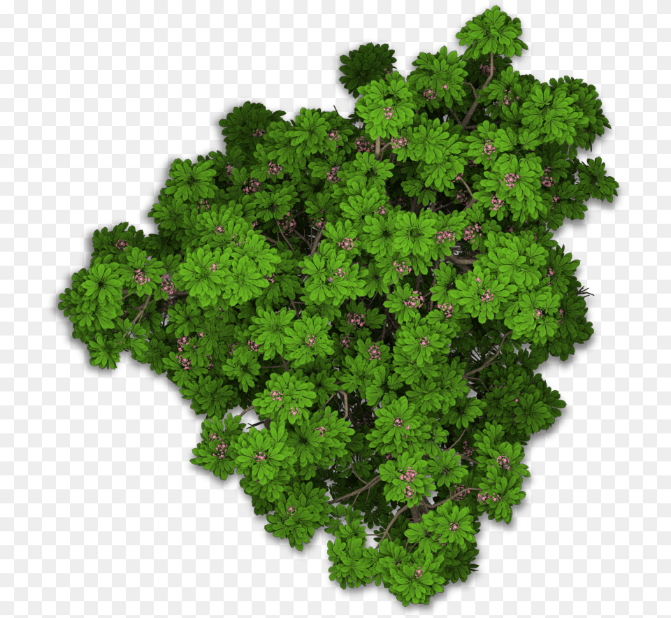 Playcast Ru Bushes Tree Top View Plant Top View, Green, Vegetation, Outdoors, Nature Png