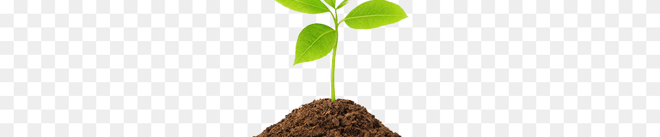 Player Unknown Battlegrounds Image, Leaf, Plant, Soil, Sprout Png