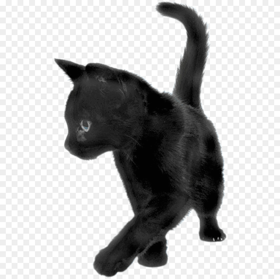 Playing Black Cat Black Kitten Background, Animal, Mammal, Pet, Bear Png Image