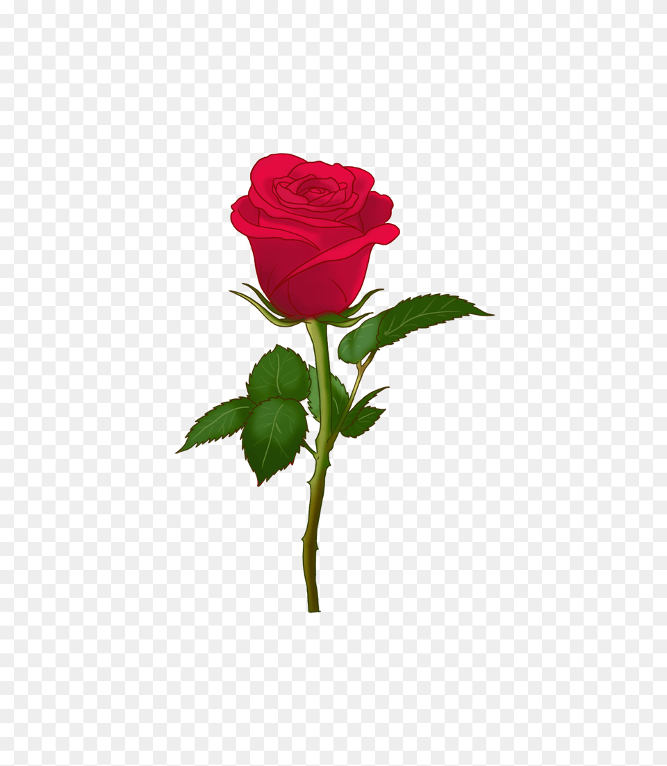 Please Accept This, Flower, Plant, Rose Free Png Download