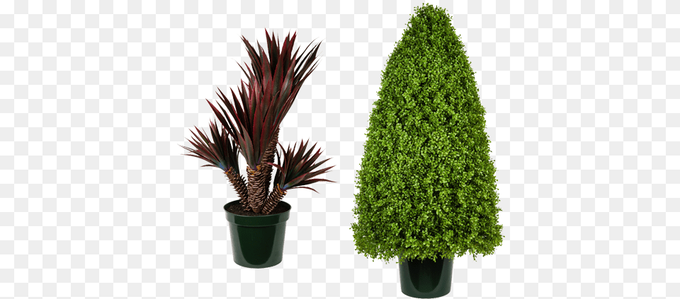 Please Click On The Below To View Or Download Artificial Landscaping Trees, Conifer, Plant, Potted Plant, Tree Png Image