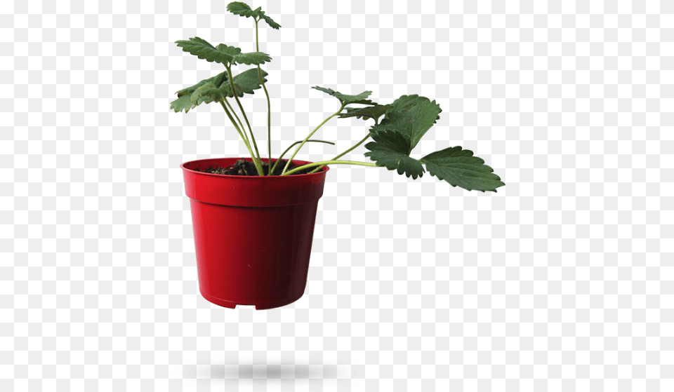 Please Clone And Share With Others Flowerpot, Flower, Geranium, Leaf, Plant Png Image