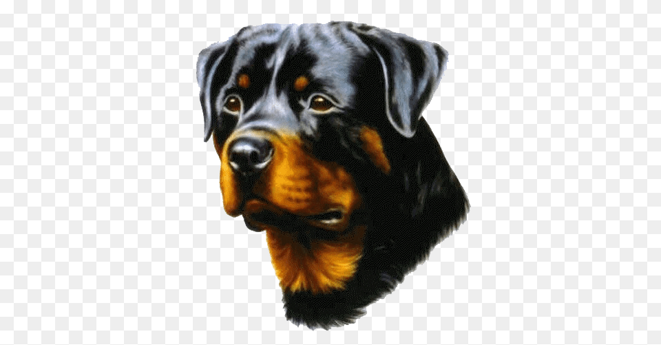 Please Complete The Adoption Application In Full Rottweiler, Animal, Canine, Dog, Mammal Png