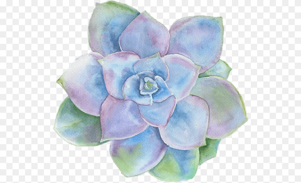 Please Do Not Copy Succulent Watercolor, Dahlia, Flower, Plant, Petal Free Transparent Png