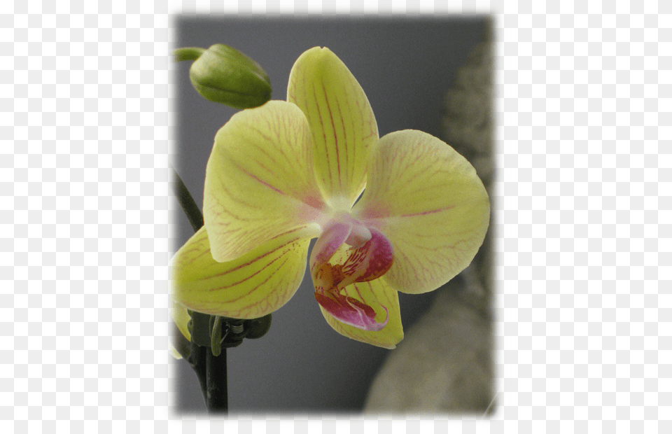 Please Enter The Code Shown Above And Click Submit Moth Orchid, Flower, Plant Png Image