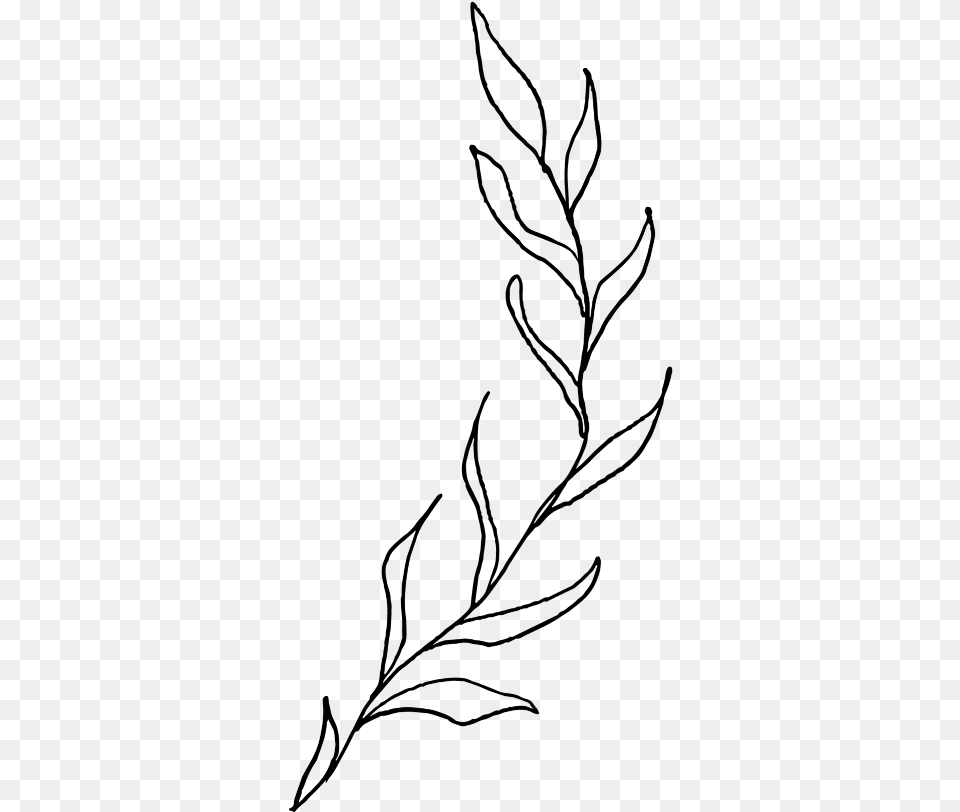Please Give Credit When Used Aesthetic Plant Line Drawing, Gray Png