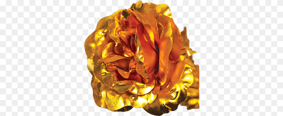 Please Note That All Images Are Stock Photos And May Gold Rose Transparency, Plant, Flower, Wedding, Person Free Png