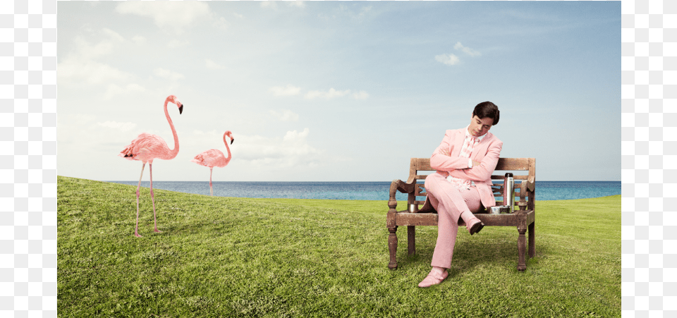 Pleased Greater Flamingo, Sitting, Person, Plant, Grass Free Png Download