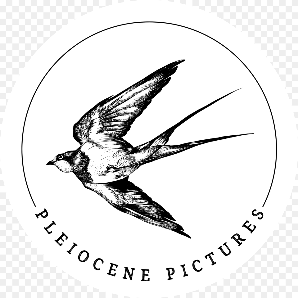 Pleiocene Pictures European Swallow, Animal, Bird Png