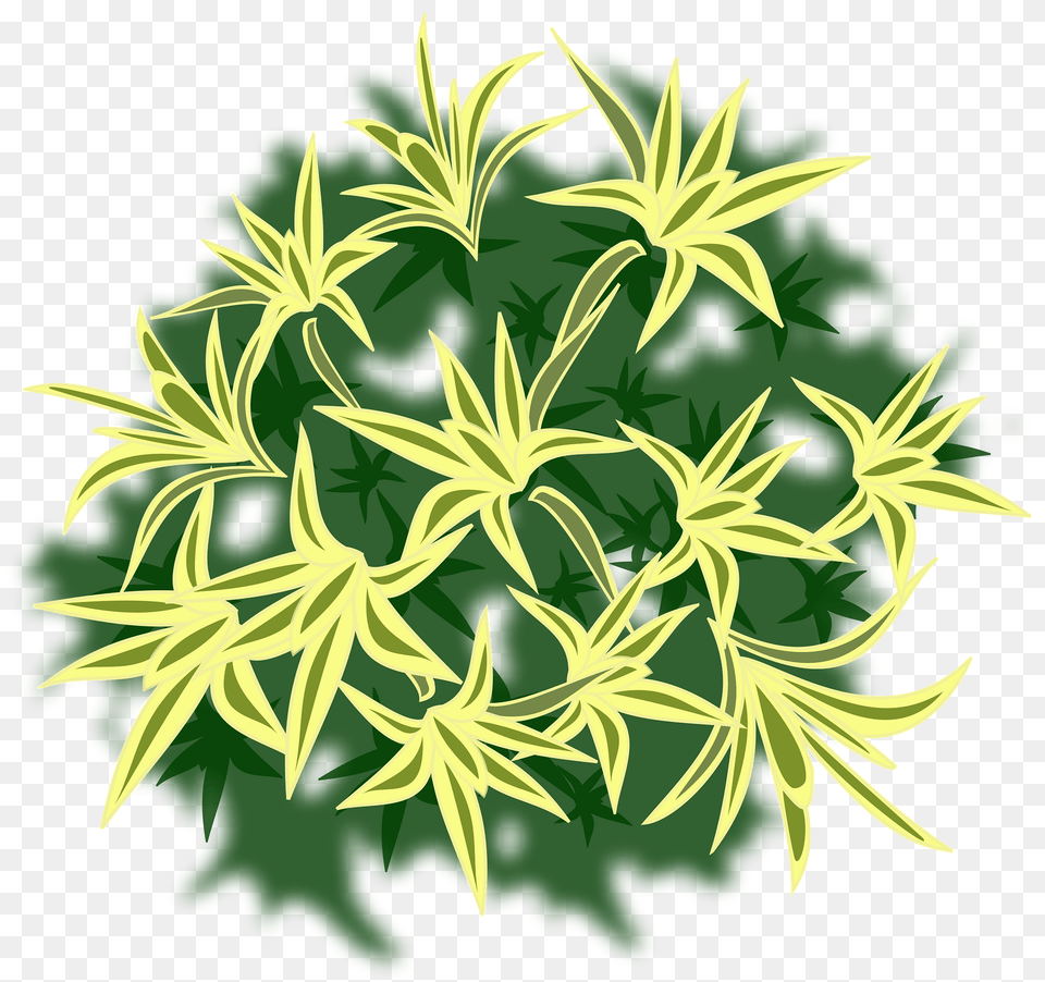 Pleomele Refelexa Clipart, Art, Plant, Pattern, Leaf Free Png
