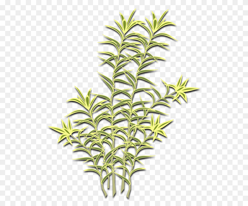 Pleomele Reflexa, Herbal, Herbs, Leaf, Plant Png Image