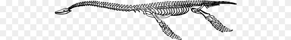Plesiosaurus Skeleton Grass Snake, Gray Png Image