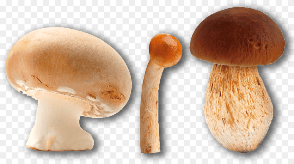 Pleurotus Eryngii, Fungus, Plant, Mushroom, Agaric Free Png Download