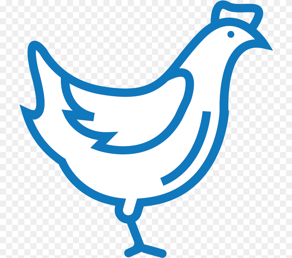 Plexus Chicken, Animal, Bird, Fowl, Hen Free Png Download