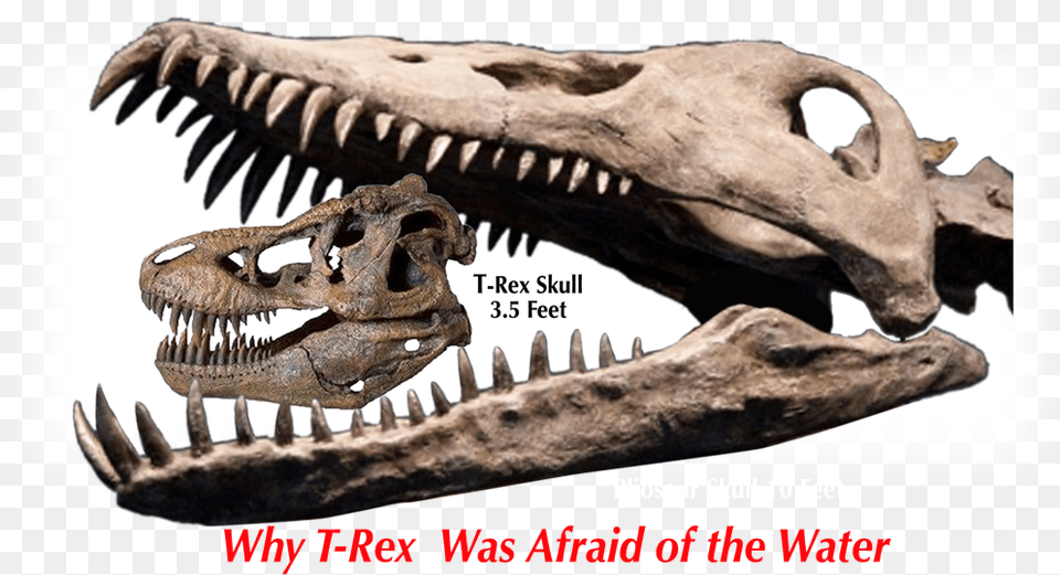 Pliosaur Skull, Animal, Dinosaur, Reptile, T-rex Free Transparent Png