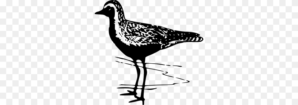 Plover Gray Png