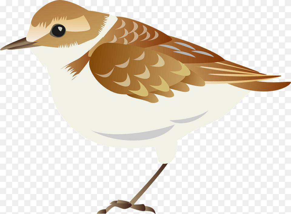 Plover Bird Clipart, Animal, Anthus, Sparrow, Fish Png Image