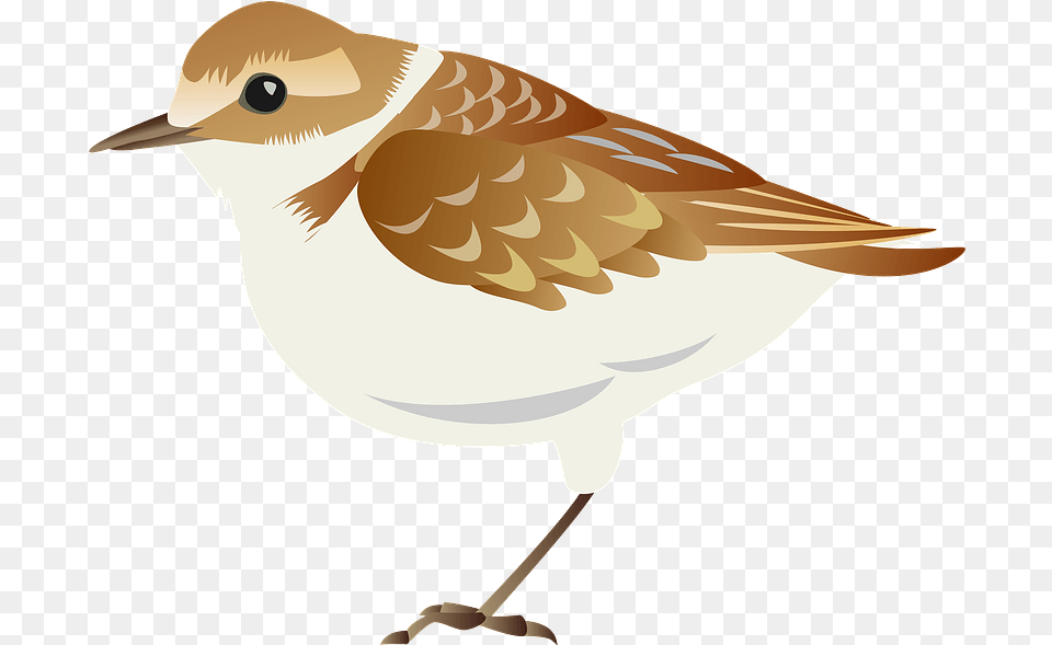 Plover Bird Clipart Plover Bird Cartoon, Animal, Anthus, Sparrow, Jay Free Png Download