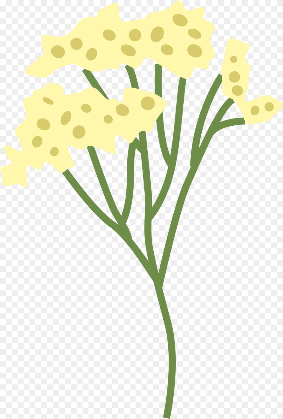 Plucea Indica Flower Tanacetum, Plant, Apiaceae Free Transparent Png