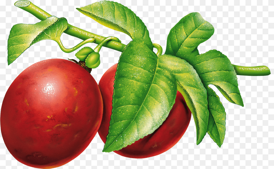 Plum Png Image