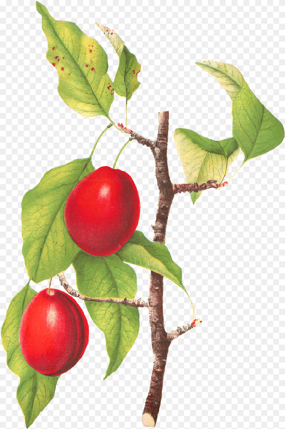 Plum Clipart Fruit Camu Camu, Food, Plant, Produce Free Png