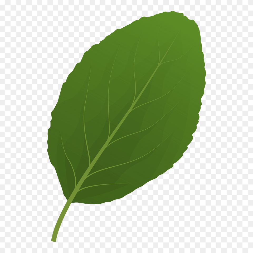 Plum Tree Spring Leaf Clipart, Plant, Food, Leafy Green Vegetable, Produce Free Png Download