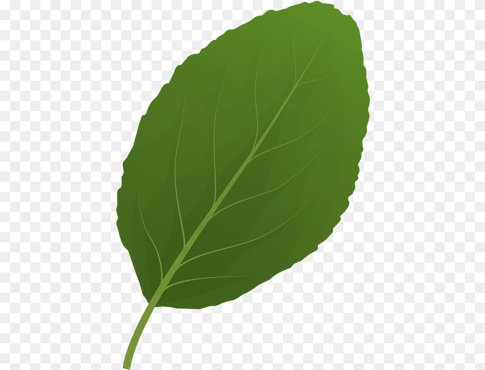 Plum Tree Spring Leaf Clipart Download Transparent Buttonbush, Plant, Person, Herbs, Mint Png Image