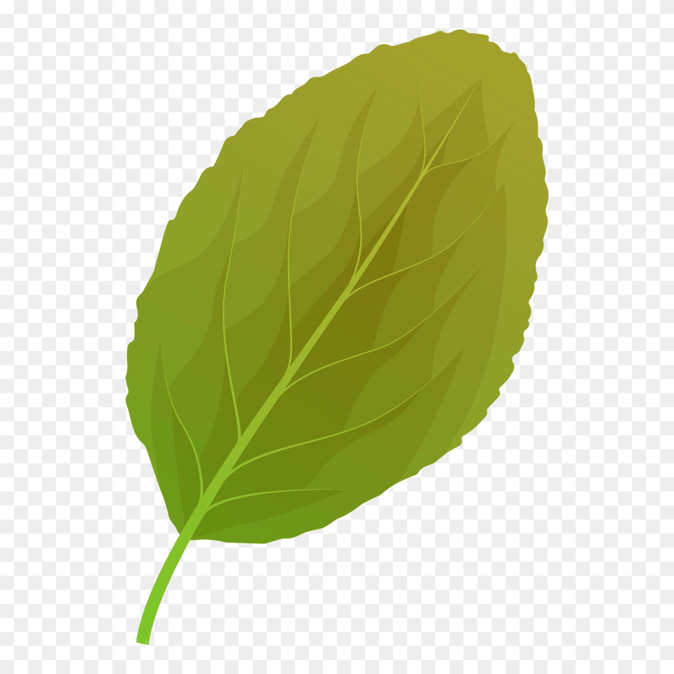 Plum Tree Summer Leaf Clipart, Plant, Herbs, Mint, Food Free Png Download