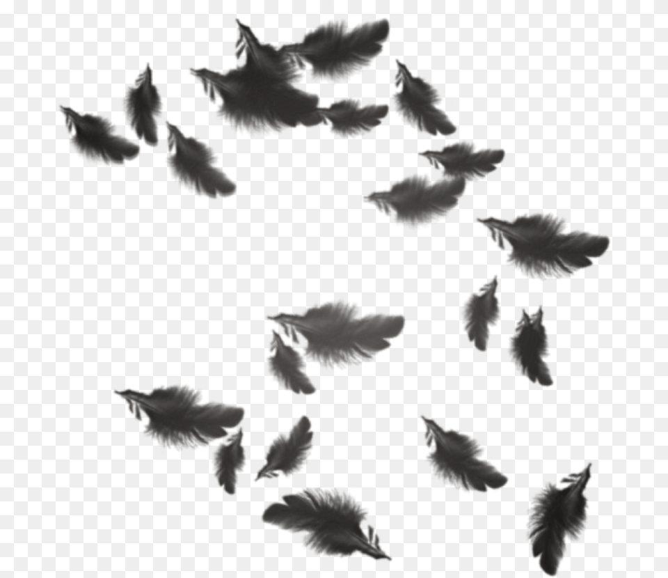 Plumas Negras Feathes Black, Leaf, Plant, Silhouette, Animal Png