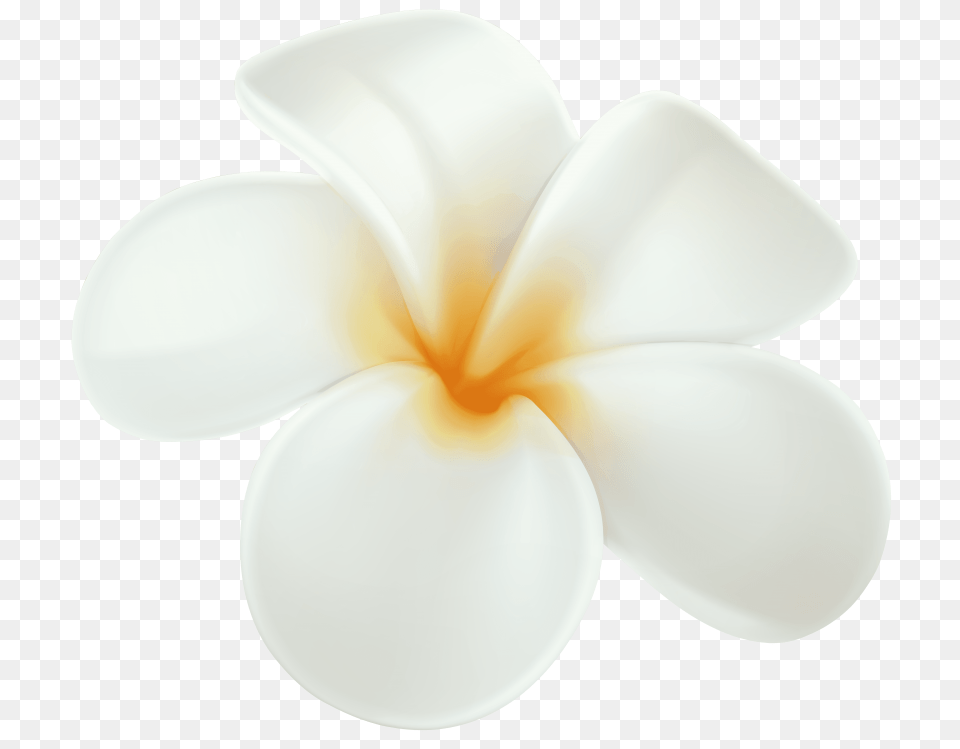 Plumeria, Flower, Petal, Plant Png