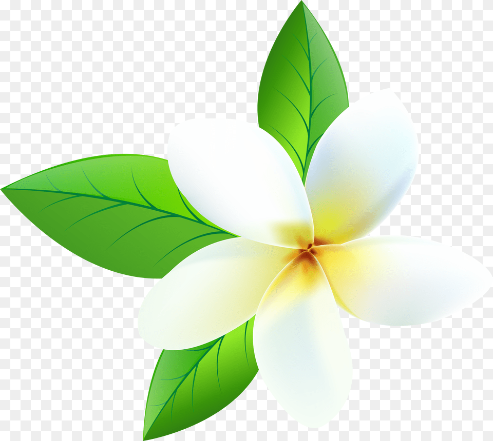 Plumeria, Flower, Leaf, Plant, Petal Png Image