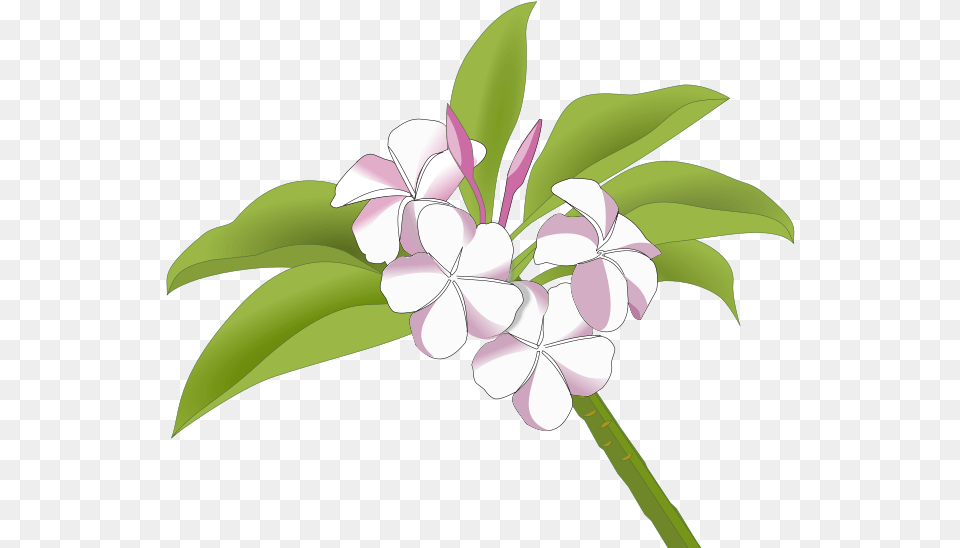 Plumeria Bunga Kamboja Vector, Flower, Plant, Geranium Png