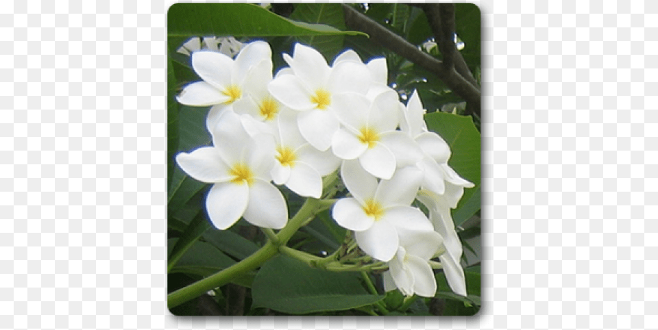 Plumeria Champa, Flower, Petal, Plant Free Png