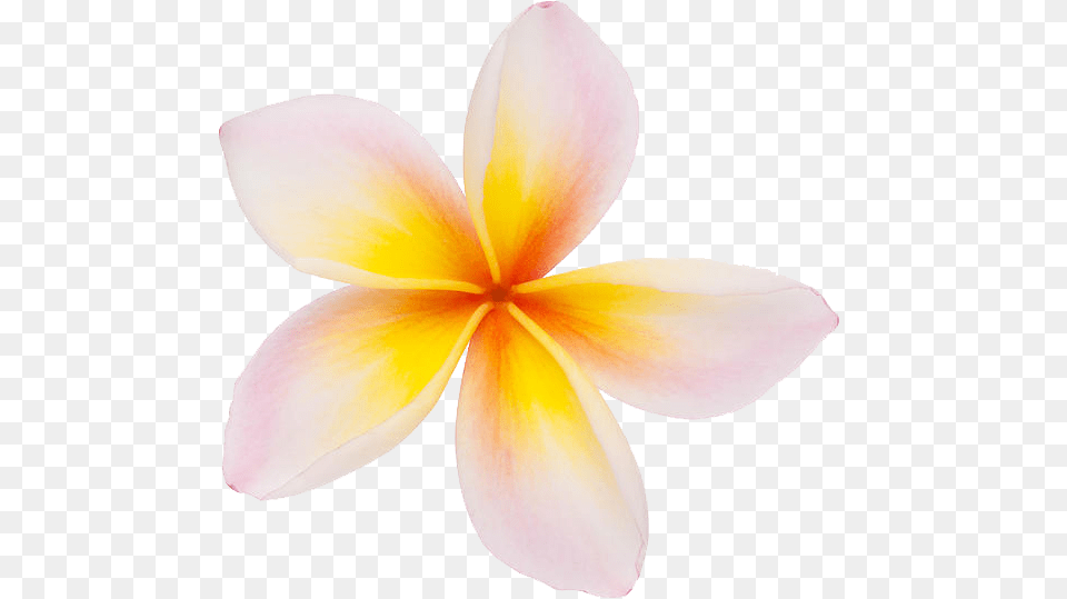 Plumeria Clipart Plumeria Clipart, Dahlia, Flower, Petal, Plant Png Image