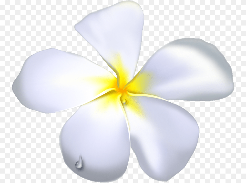 Plumeria Flower Black Outline White Flowers Temple Temple Flower Clipart, Petal, Plant, Anemone, Geranium Free Transparent Png