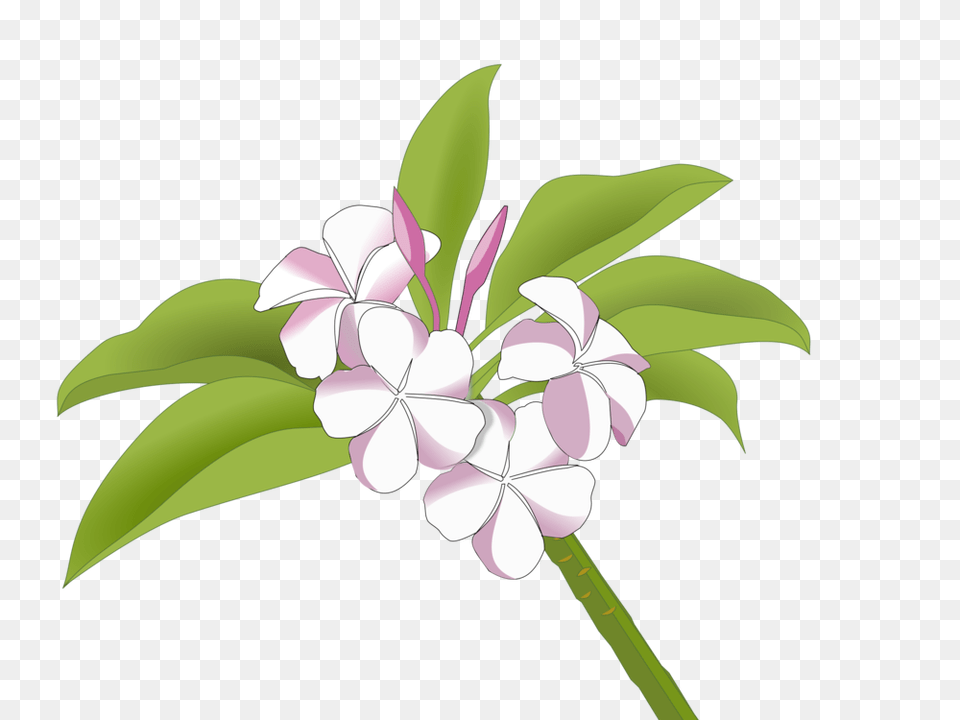 Plumeria Flower Bunga Kamboja Logo, Geranium, Plant, Animal, Bird Free Transparent Png