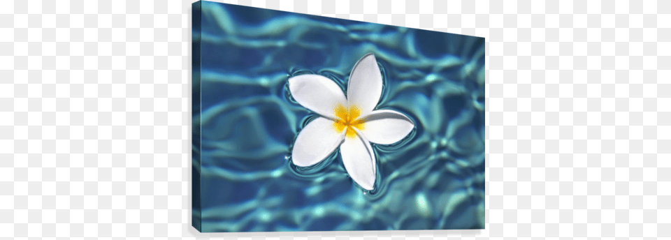 Plumeria Flower Floating In Clear Blue Water Plumeria Canvas Art, Anemone, Petal, Plant, Outdoors Png Image