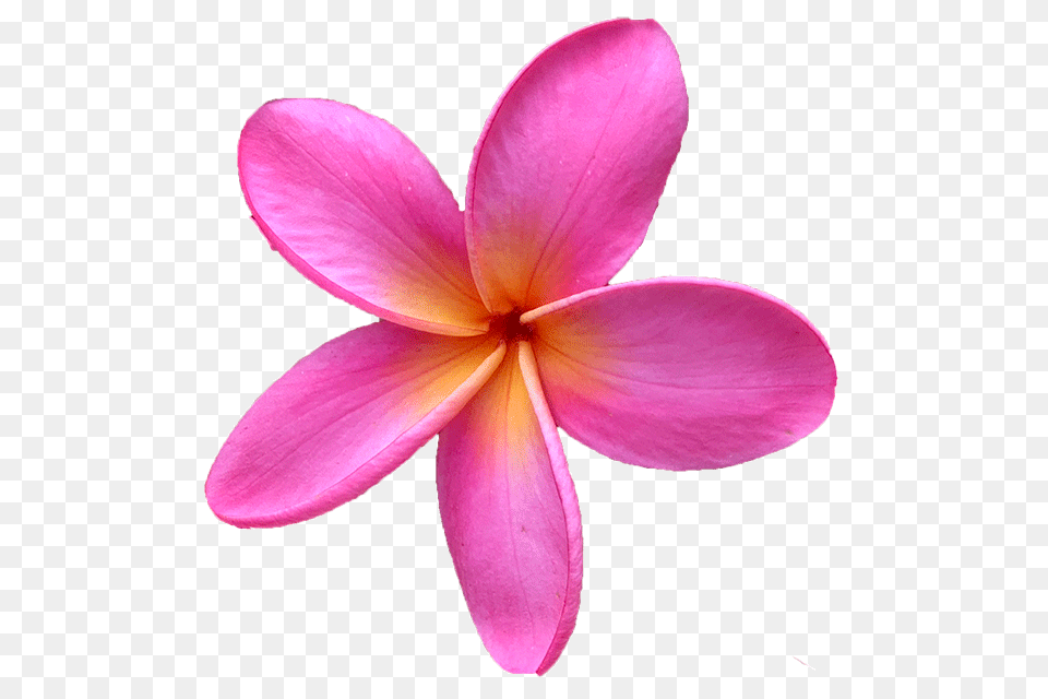 Plumeria Flower Frangipani Flower Pink, Petal, Plant Free Transparent Png