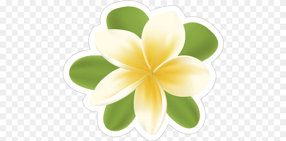 Plumeria Flower Sticker Frangipani, Plant, Petal, Dahlia, Leaf Free Png