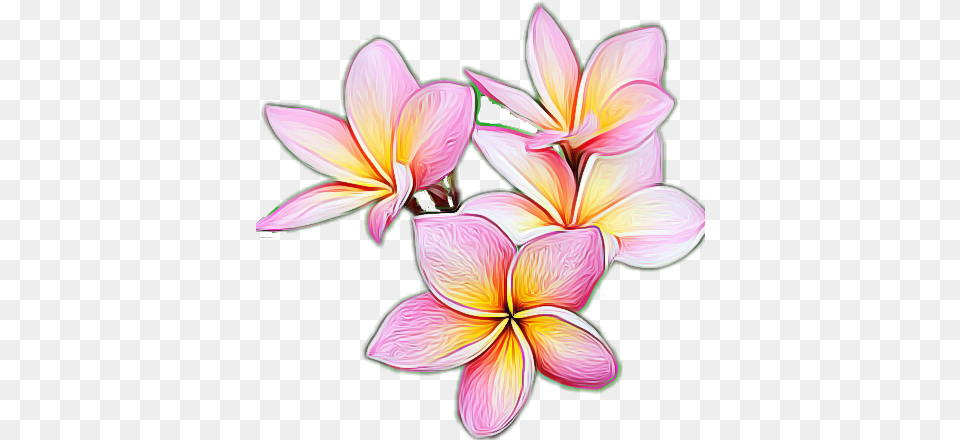 Plumeria Flower Frangipani, Dahlia, Petal, Plant, Art Free Transparent Png