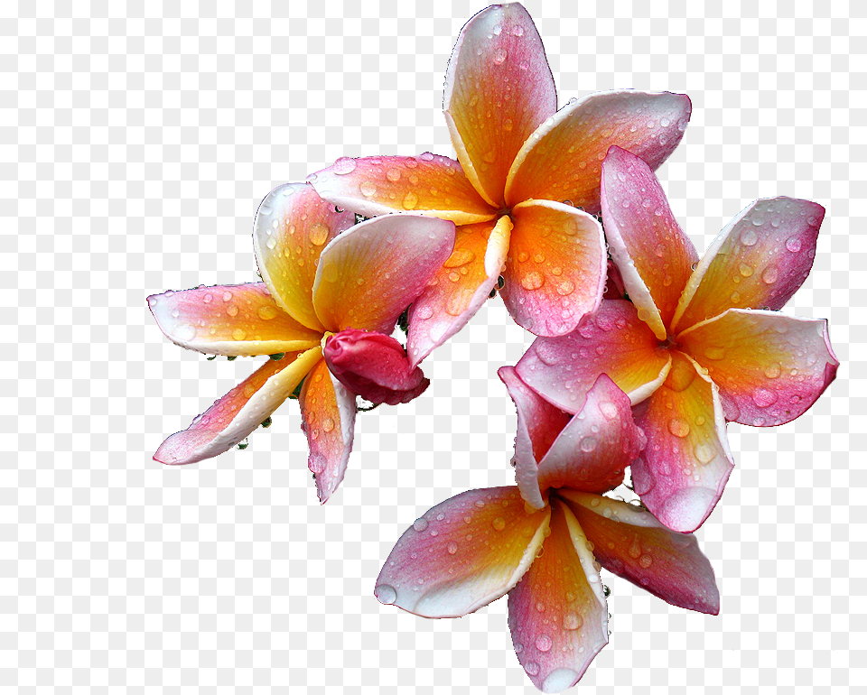 Plumeria Flowers Rare Flowers, Flower, Geranium, Petal, Plant Free Png Download