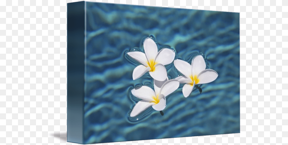Plumeria Flowers Floating In Clear Blue Water By Design Pics Frangipani, Flower, Petal, Plant, Outdoors Png