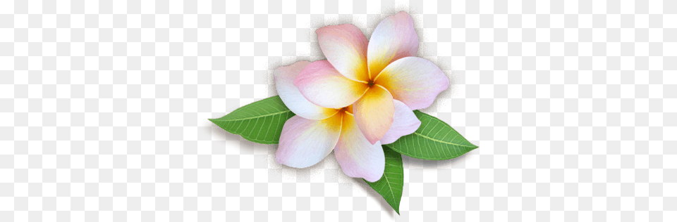 Plumeria Flowers Hd Plumeria, Flower, Leaf, Petal, Plant Free Png Download