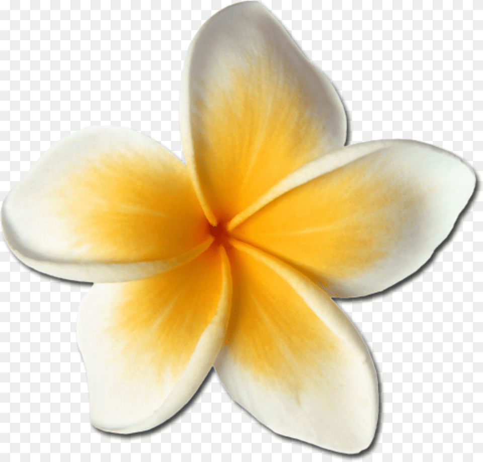 Plumeria Hawaiianflowers Hawaiianstyle Hawaiianlife Frangipani, Flower, Petal, Plant, Rose Png Image