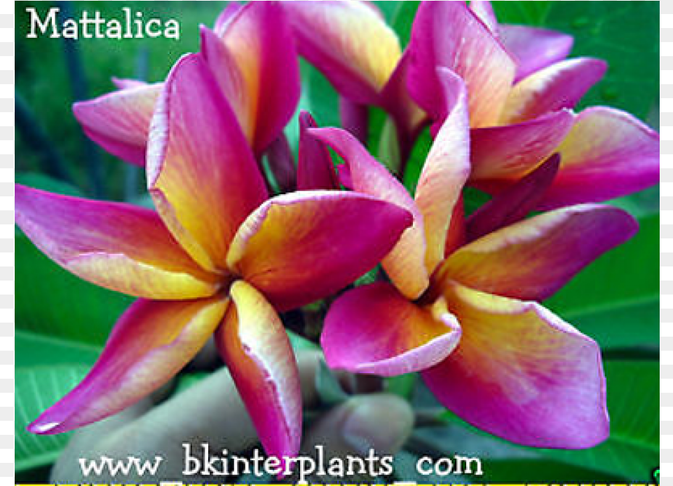 Plumeria Quot Mattalica Quot Frangipani, Flower, Petal, Plant, Food Png