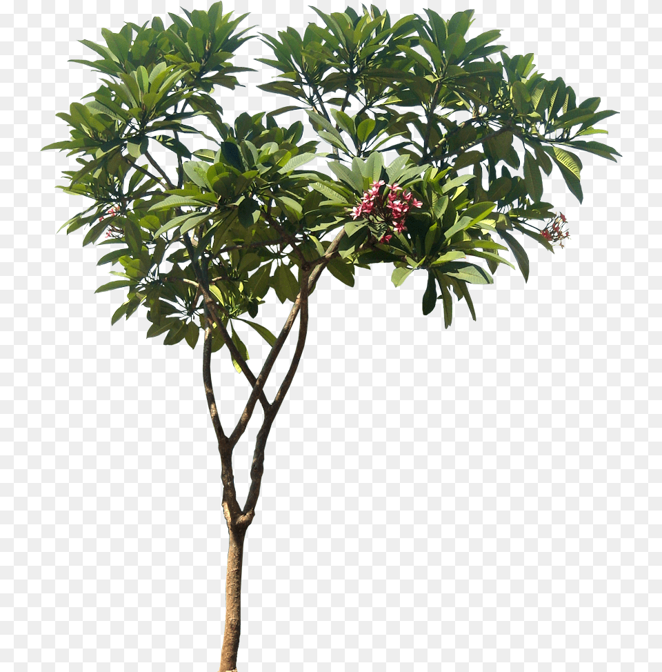 Plumeria Rubra, Leaf, Plant, Potted Plant, Tree Free Png Download