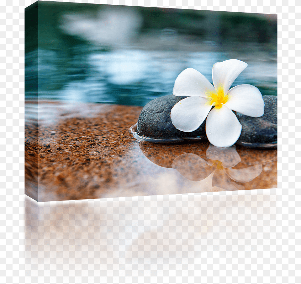 Plumeria Stones Loved One Passes Away, Anemone, Flower, Petal, Plant Png Image