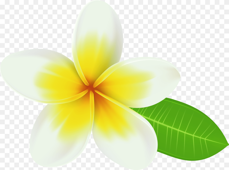 Plumeria Transparent Clip Art Image Plumeria Clipart Png