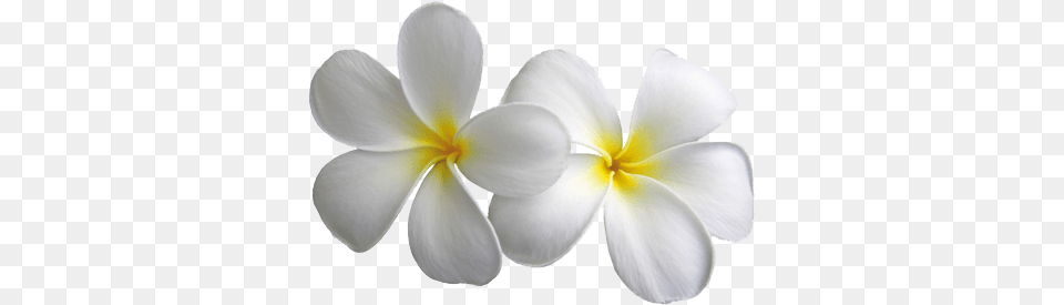 Plumeria Transparent Flowers Transparent Frangipani Flower, Petal, Plant, Geranium Free Png Download