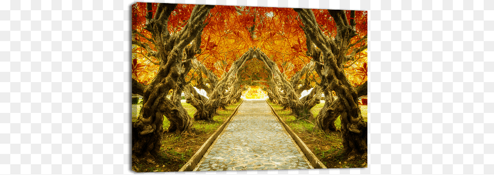 Plumeria Tree Tunnel Frangipani Tree Tunnel, Walkway, Tree Trunk, Plant, Path Free Png